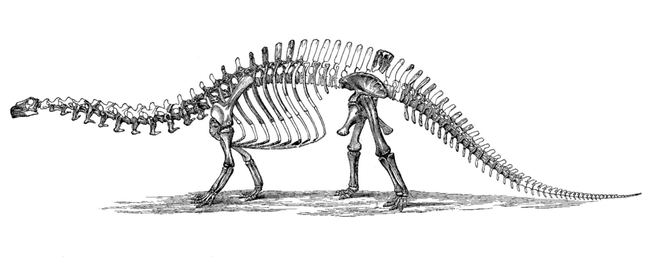 Hero section Image of a dinosaur skeleton walking on dirt