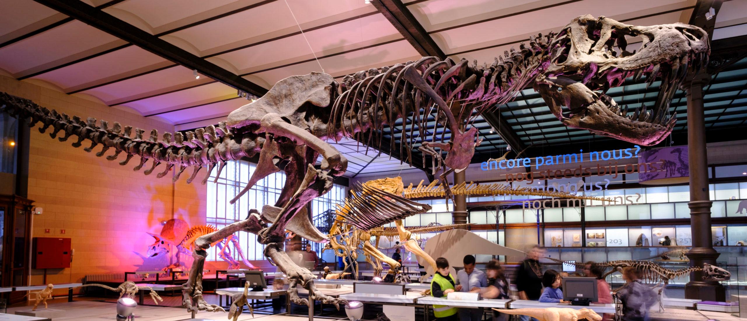 Three Boys Stumble Upon Rare Fossil, Museum Steps In