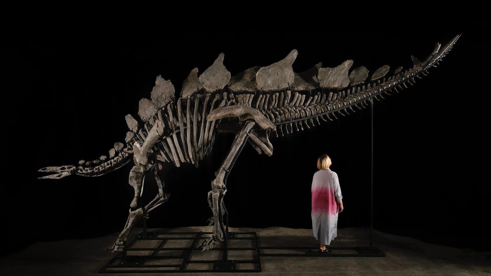 150-Million-Year-Old Stegosaurus May Soon Be Among Most Expensive Fossils Ever Sold