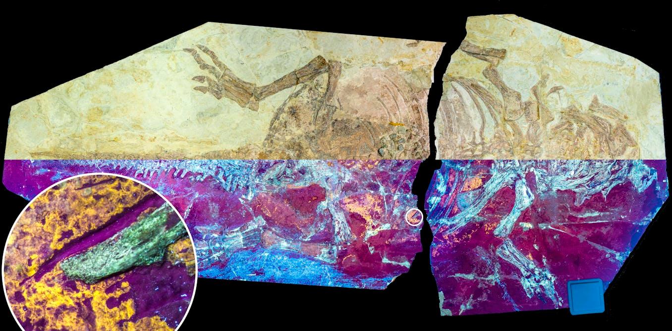 New fossil brings us a step closer to unravelling the mystery of feather evolution