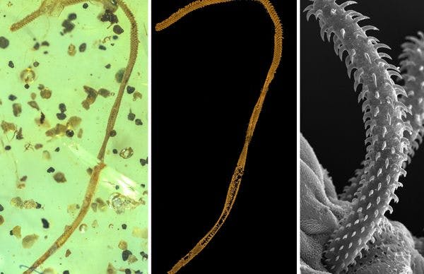 The Oldest Tapeworm Ever Was Just Found in Amber