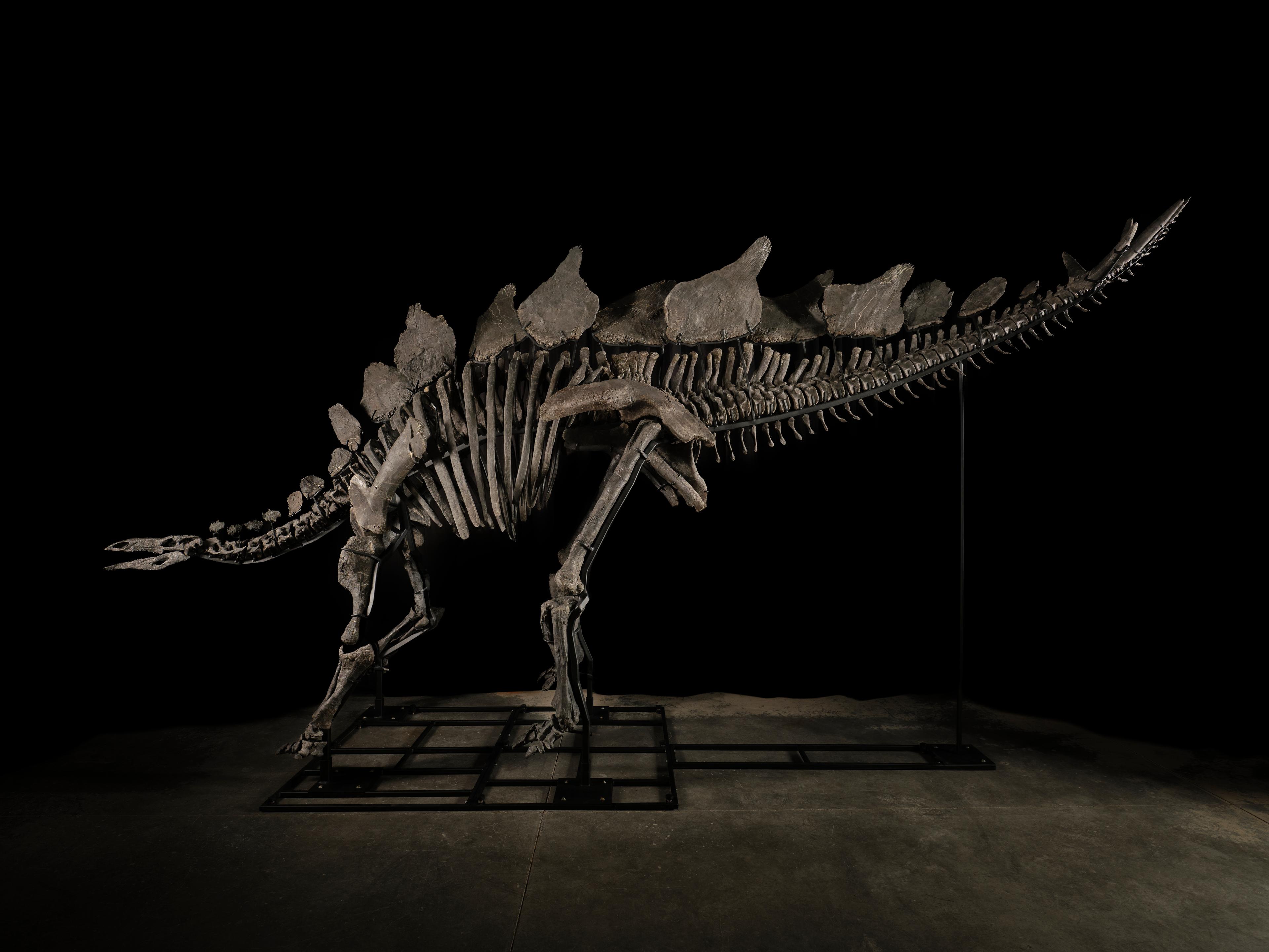 The Largest Stegosaurus Fossil Ever Found Could Fetch $6M at Sotheby’s