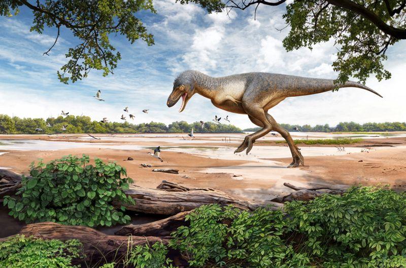 Rare fossil of adolescent Tyrannosaurus - 'Teen Rex'- found by US kids